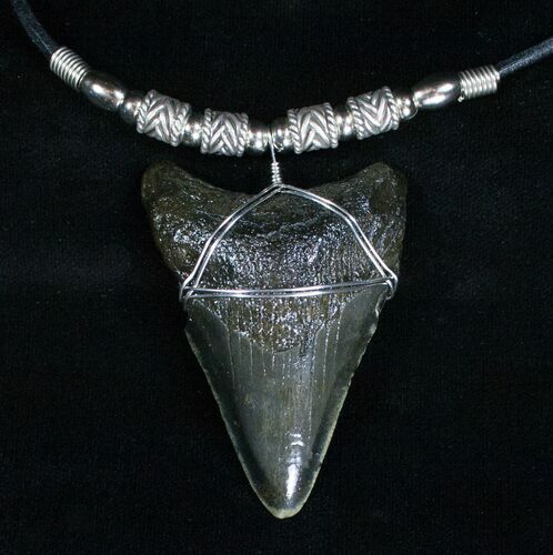 Megalodon Tooth Necklace #4045